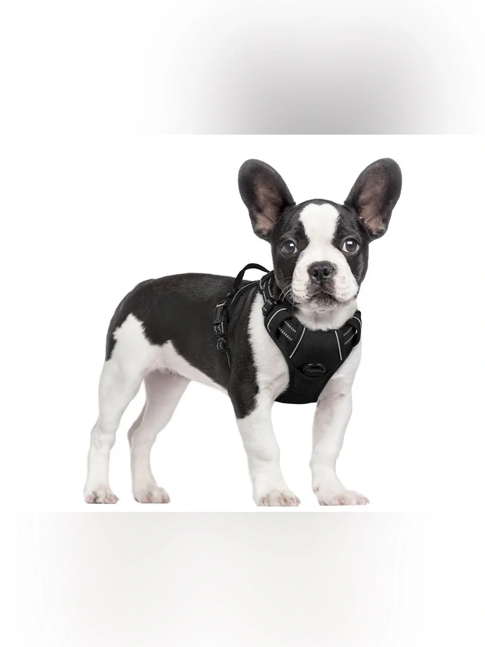 rabbitgoo Dog Harness, No Pull for Small Dogs with 2 Leash Clips